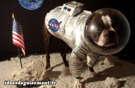 Astronaute-cosmonaute-spationaute-Chien-Bulldog-francais-de-la-nasa-Idees-originales-deguisement-costume-et-cosplay-pour-animaux_huge_it_small_gallery.jpg